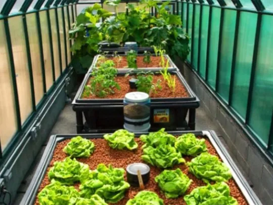 Tolworth urban farm