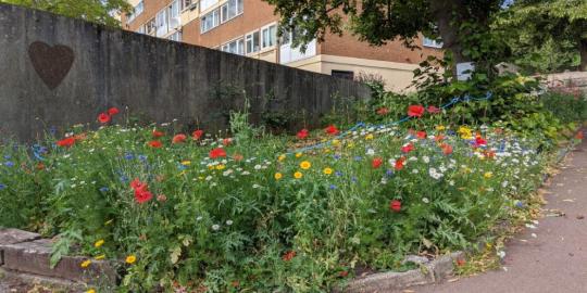 Haseley end infrastructure environment red and yellow and white flower