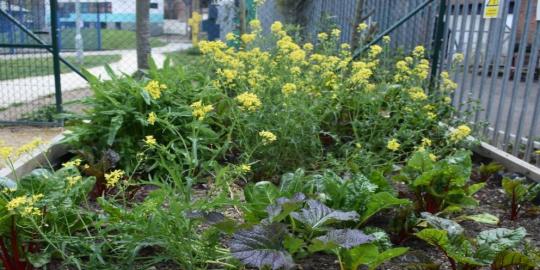 Operation bedspread infrastructure environment with yellow flowers