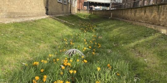 Suds site green environment with yellow flowers