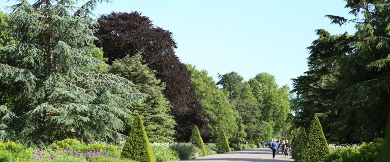 Path in a park in London with lots of green trees lining it.