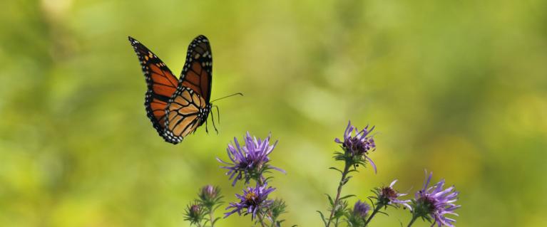 A butterfly in the wild