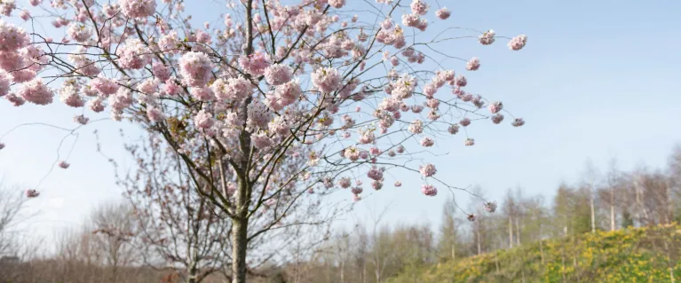 A pink blossom tree