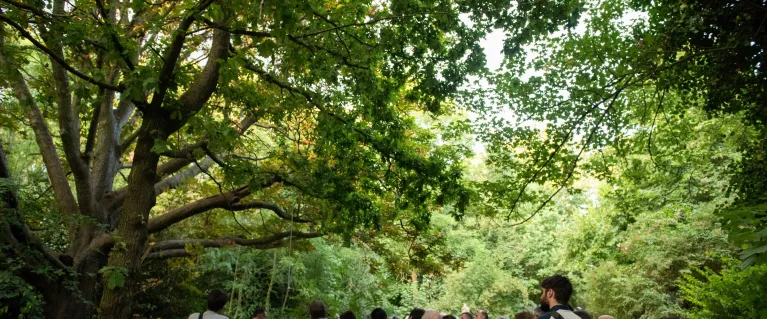 Woodland with a group of people looking up at the canopy