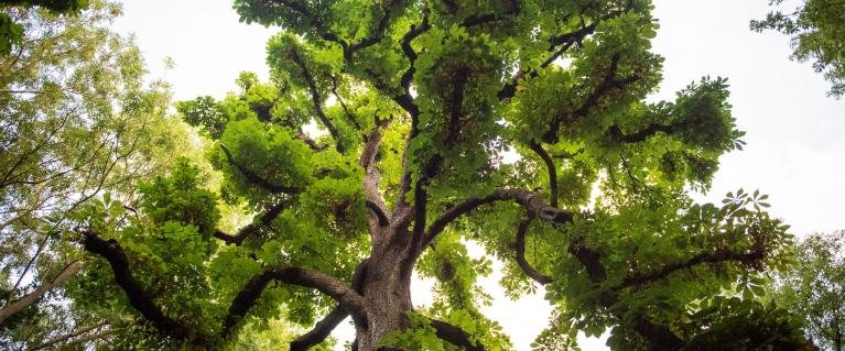 Looking up at an old tree with lots of branches from ground level
