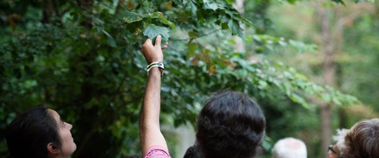 A person with their back to the camera reaching out to hold a leaf on a tree