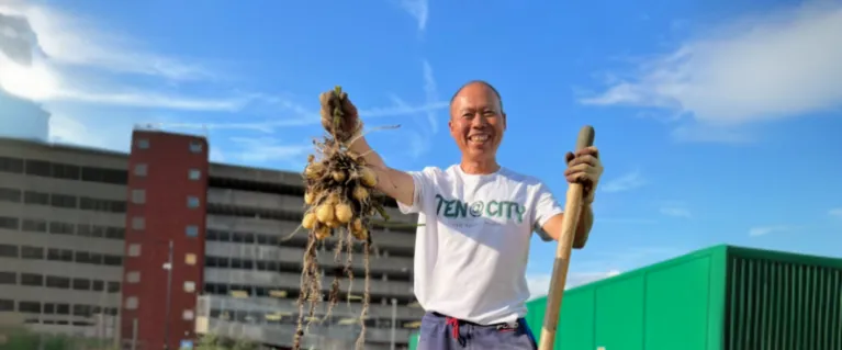 Person in a vegetable garden holding bunch of harvested potatoes