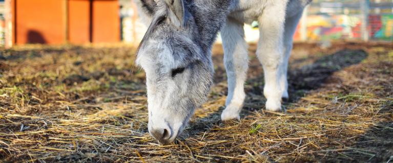 Spitalfields City Farm donkey