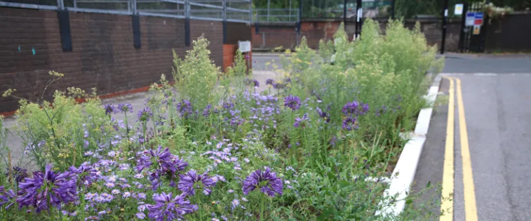 Plants lining a road in a SuDS scheme