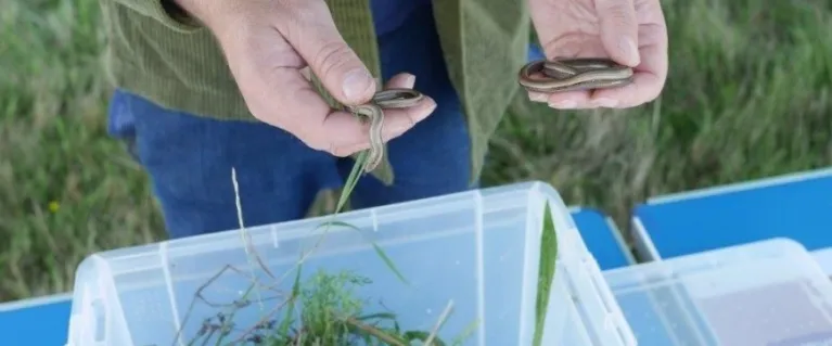 close up of a person's hands holding small snakes
