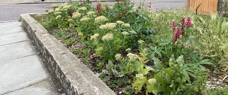 sedum and lupin plants in a new verge