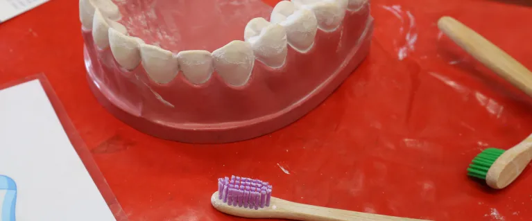 A dental model and toothbrushes