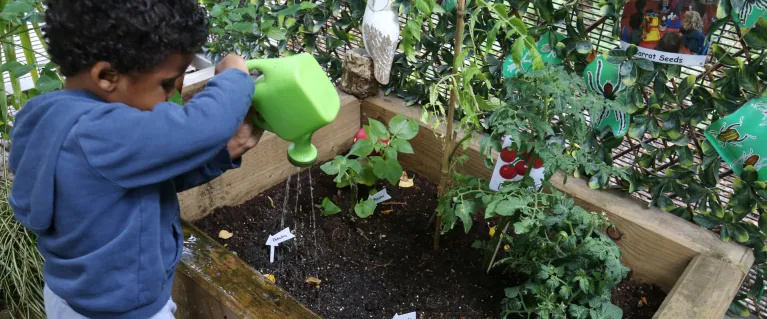 A child watering vegetables in the a nursery garden