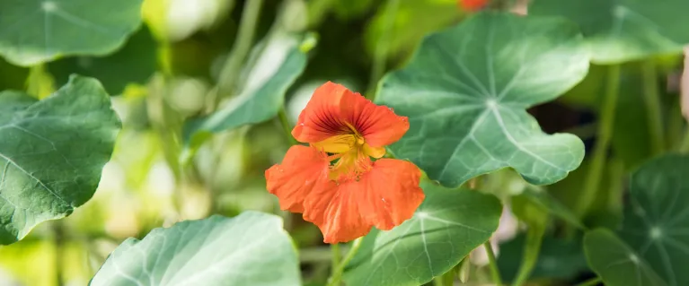 Close up of flower at Dream Garden Christ Church School