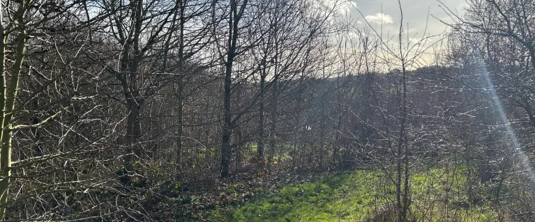 Sunlit wooded area in the winter, with young oak trees growing over grass, on the edge of a more mature forest.