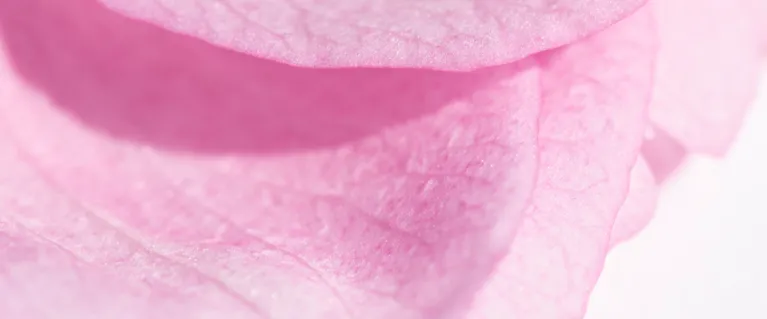Close up of pink petals