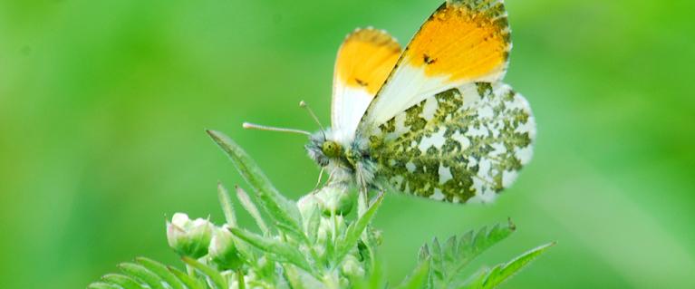 A Butterfly in the wild (credit Krisz Feteke)