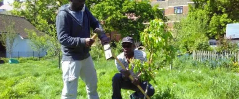 Community orchard green spaces (the orchard project)