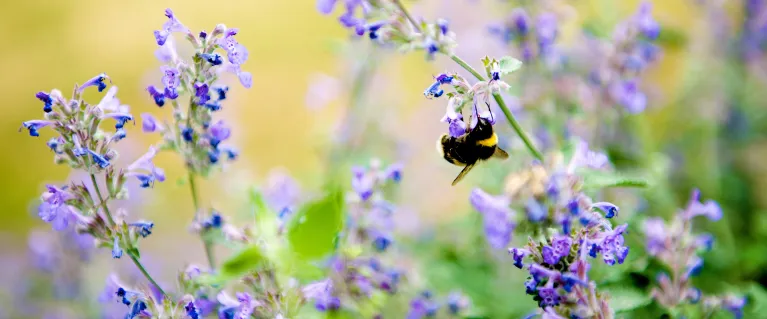 Biodiversity
