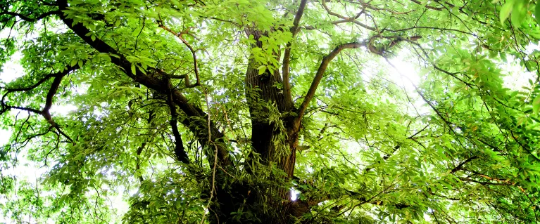 Trees and woodlands