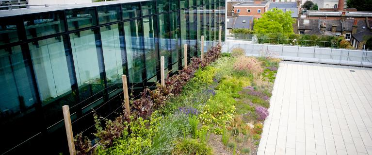 Green roofs