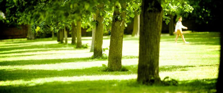 Trees in Greenwich
