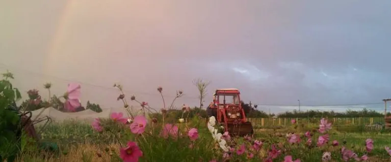 Tractor at Sutton Community Farm