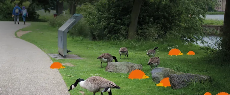 Count local wildlife