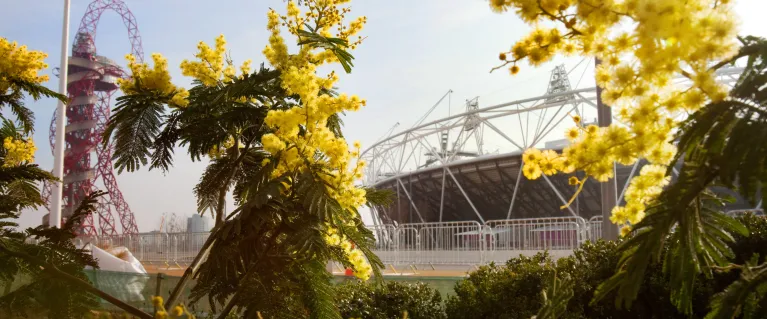 Stadium and flowers