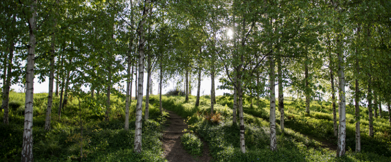 Trees