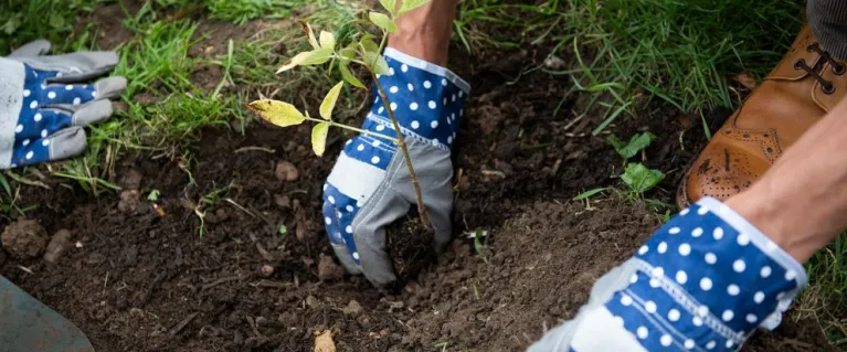 Grow Back Greener