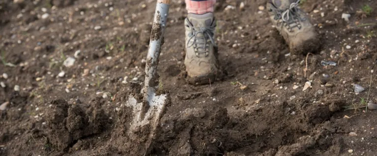 More about tree planting