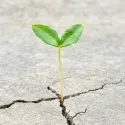 A plant growing in harsh conditions