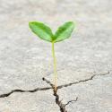 A plant growing in harsh conditions