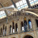 Natural history museum main hall with skeleton