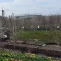 Newly planted trees near London Stadium for the Blossoms campaign