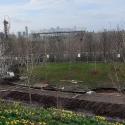 Newly planted trees near London Stadium for the Blossoms campaign