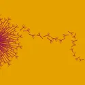 Culture Seeds