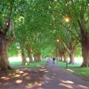 Diamond Jubilee Trees