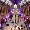 Natural History Museum Whale Skeleton 