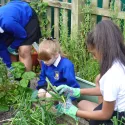 Food growing in schools 