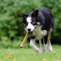 Time to review the Dangerous Dogs Act