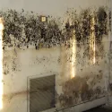Mouldy homes