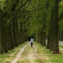 Tree avenue