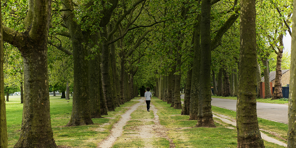 Top six things you didn't know about London's trees ...