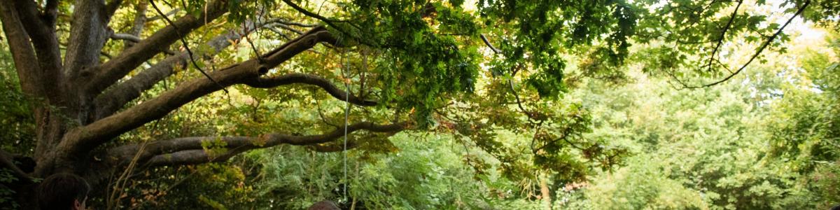 An evening guided tree walk through Abney Park Cemetery nature reserve led by arboriculturalist and ecologist Russell Miller.
