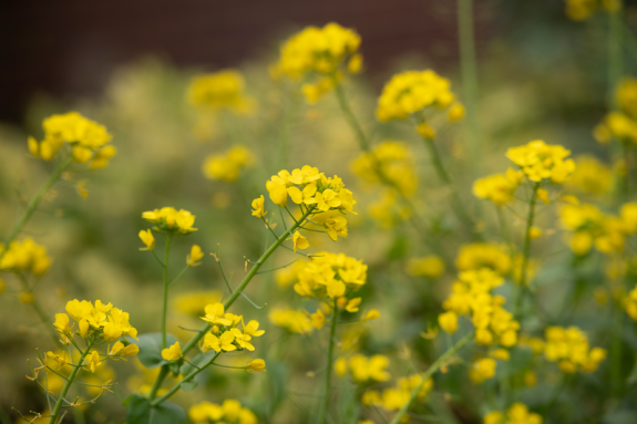 Yellow flowers