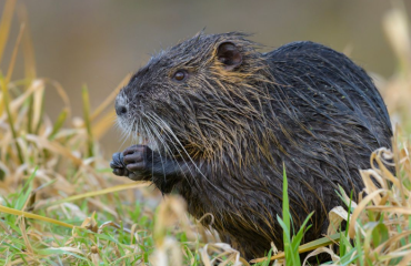 A beaver in a field of grass