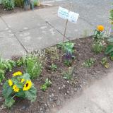 Pollinator-friendly planting on street verge