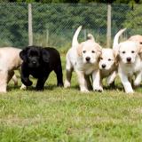 7 guide dogs puppies running in a field towards the camera 